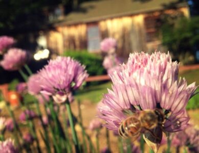 Planting an Herb Garden Image